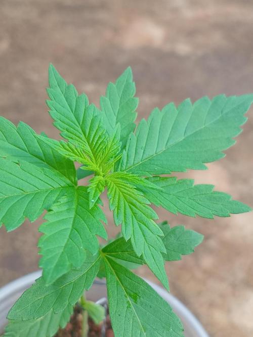 Purple lemonade FF. Week 3