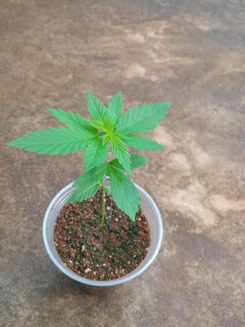 Purple lemonade FF. Week 3