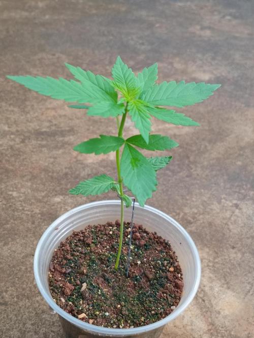 Purple lemonade FF. Week 3