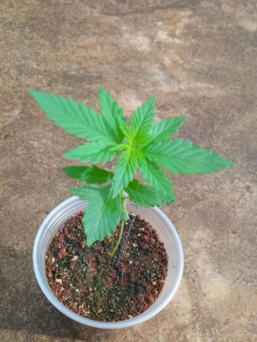 Purple lemonade FF. Week 3