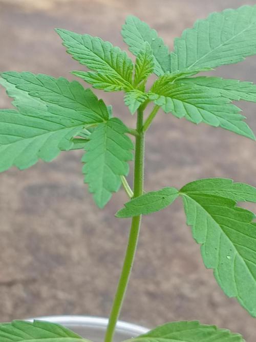 Lemonpaya. Week 3 - I can see the beautiful Buds already 😂