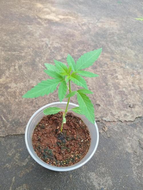 Lemonpaya. Week 3