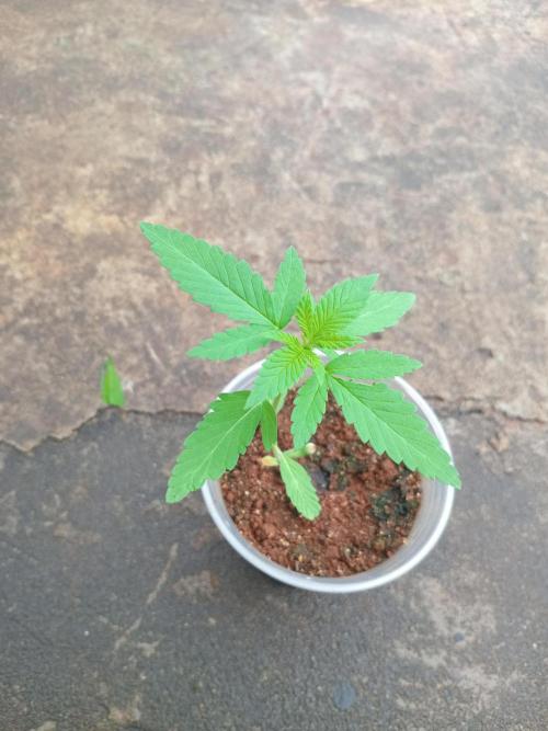 Lemonpaya. Week 3