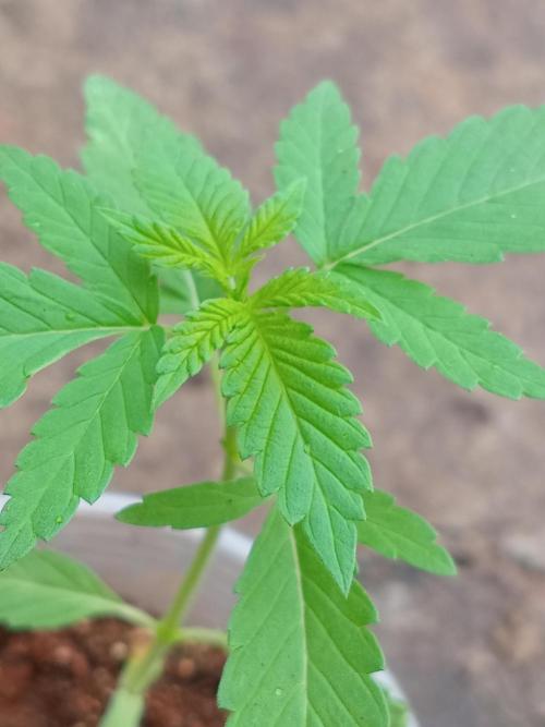 Lemonpaya. Week 3