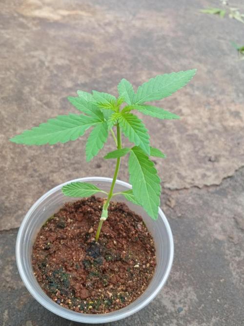 Lemonpaya. Week 3