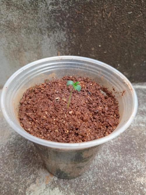 Rainbow Mellon. Week 0 - The first seed i popped seemed to have had some issues it was on my part as well