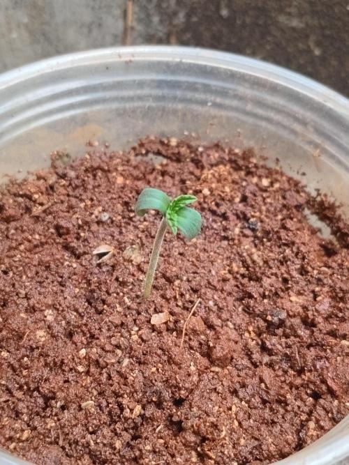 Rainbow Mellon. Week 0