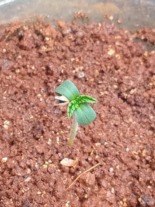 Rainbow Mellon. Week 0