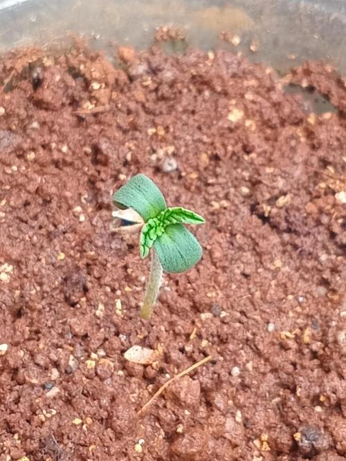 Rainbow Mellon. Week 0