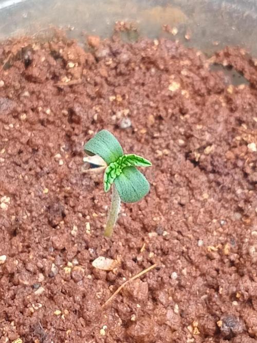 Rainbow Mellon. Week 0