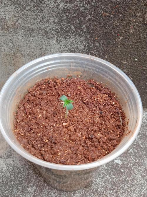 Rainbow Mellon. Week 0