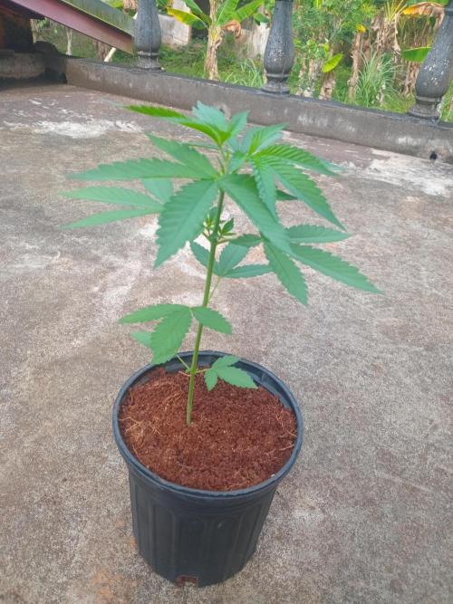 Purple lemonade FF. Week 4