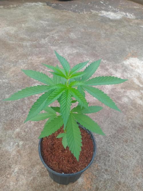 Purple lemonade FF. Week 4