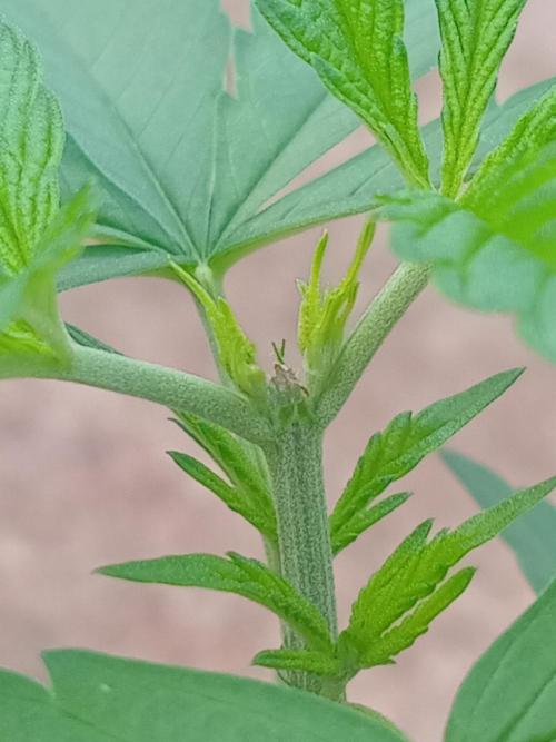 Purple lemonade FF. Week 4