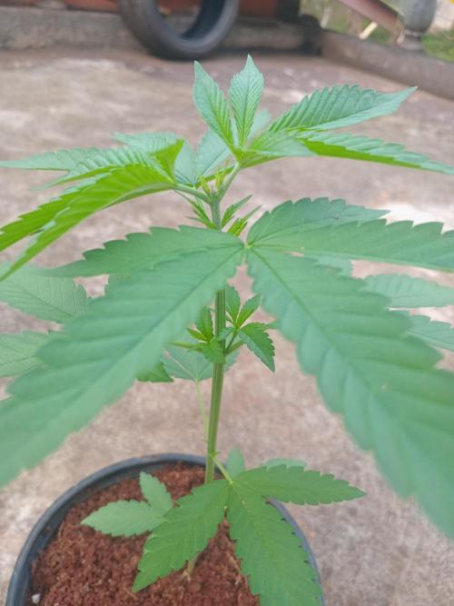 Purple lemonade FF. Week 4