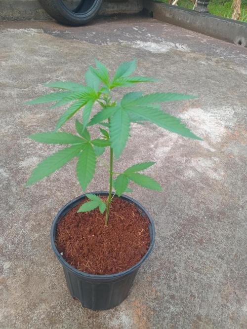 Purple lemonade FF. Week 4