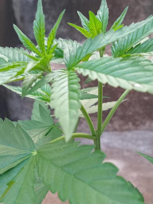 Purple lemonade FF. Week 5 - She seemed to love and respond to the topping very well