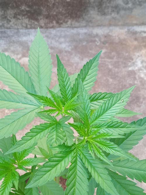 Purple lemonade FF. Week 5