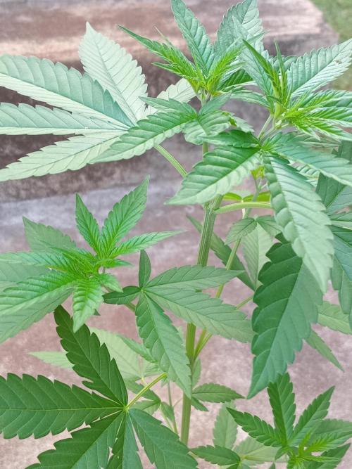 Purple lemonade FF. Week 5