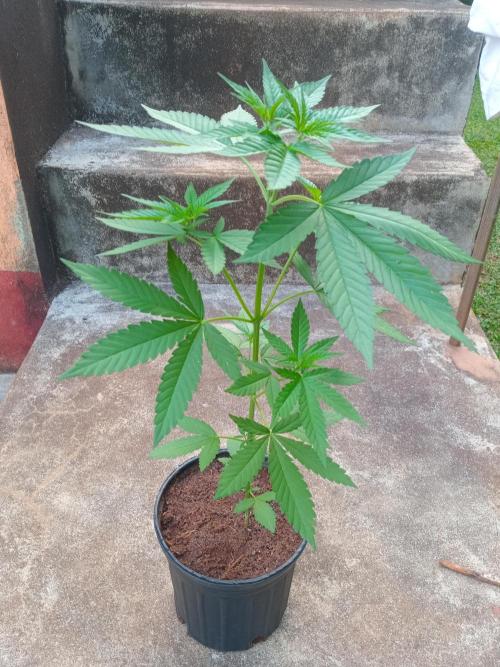 Purple lemonade FF. Week 5