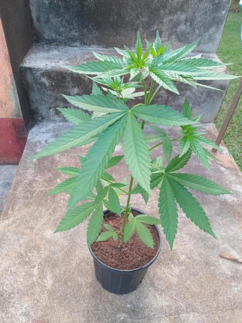 Purple Lemonade FF. Week 5
