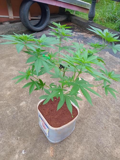 Purple lemonade FF. Week 7
