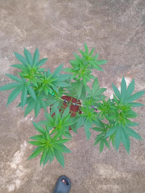 Purple lemonade FF. Week 7
