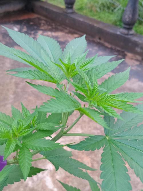 Purple lemonade FF. Week 7