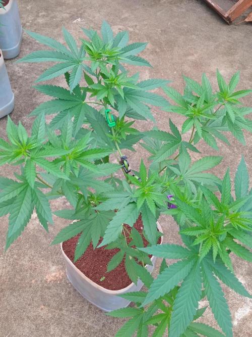 Purple lemonade FF. Week 7
