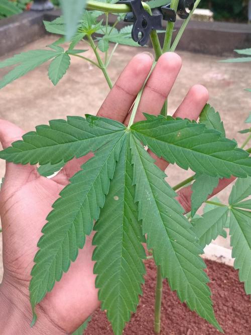 Purple lemonade FF. Week 7