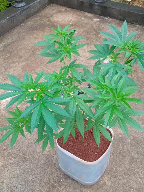 Purple lemonade FF. Week 7