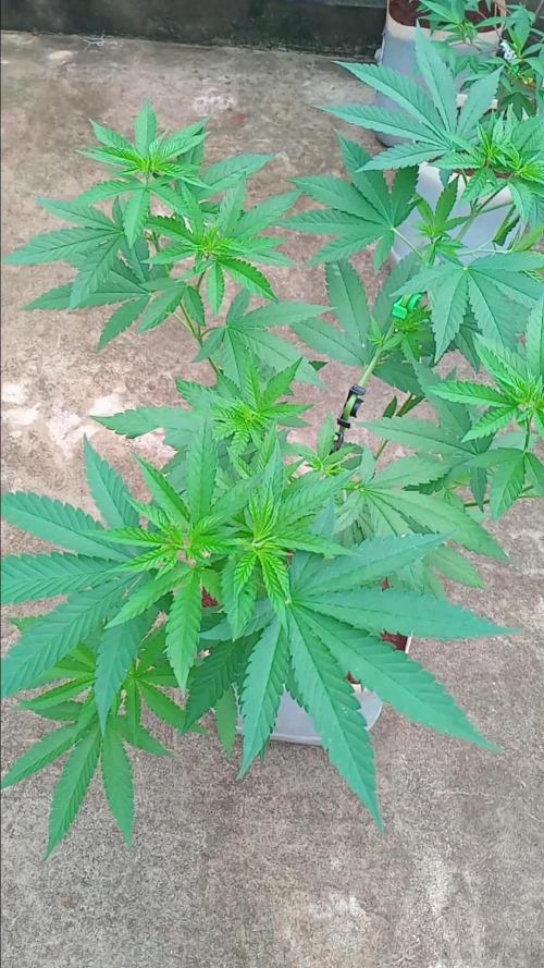 Purple lemonade FF