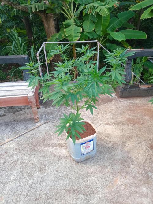 Purple lemonade FF. Week 8