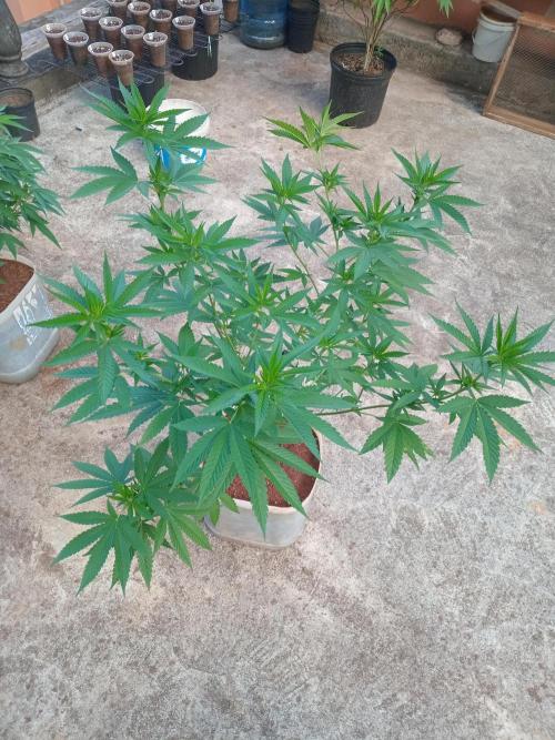 Purple lemonade FF. Week 8