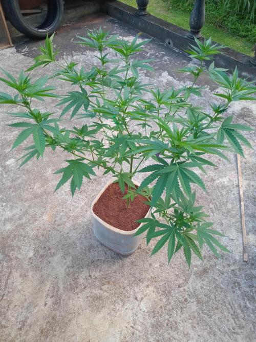 Purple lemonade FF. Week 8