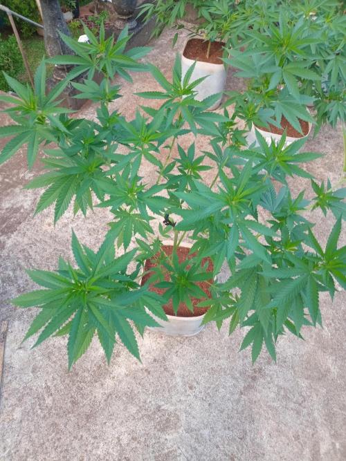 Purple Lemonade FF. Week 8