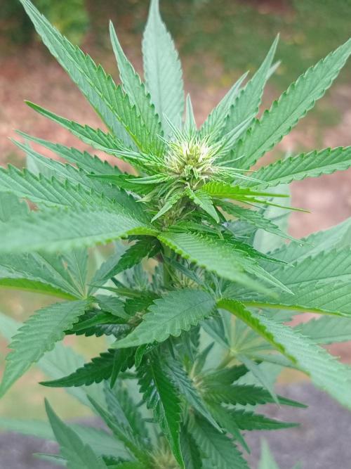 Purple lemonade FF. Week 9