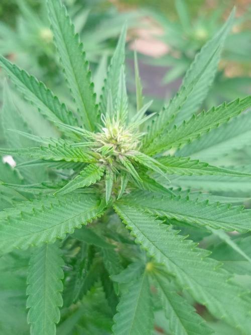 Purple lemonade FF. Week 9