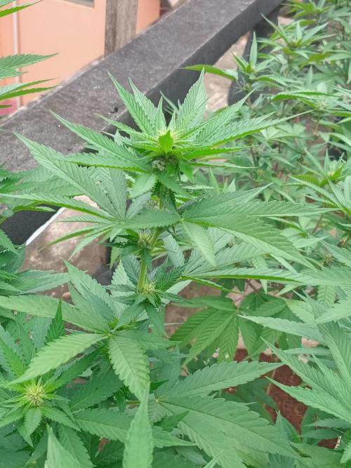 Purple lemonade FF. Week 9