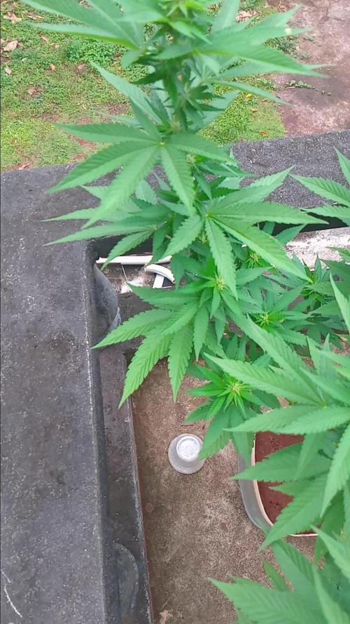 Purple lemonade FF