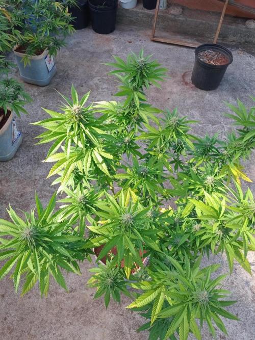 Purple lemonade FF. Week 11