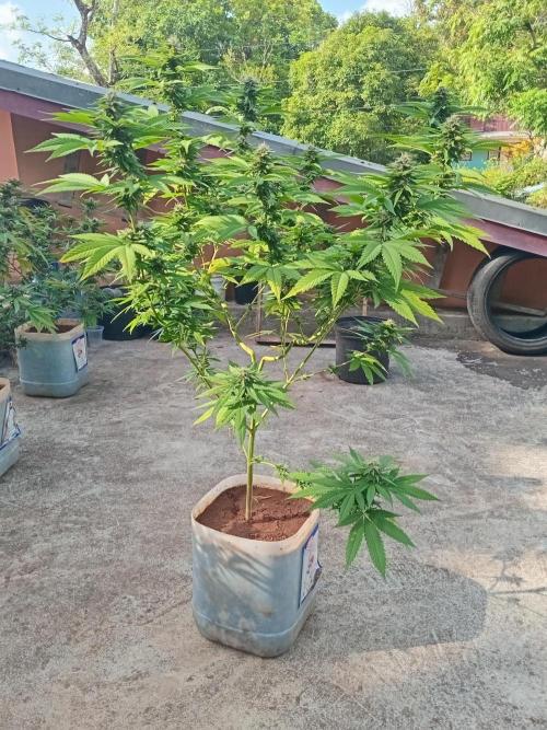 Purple lemonade FF. Week 11