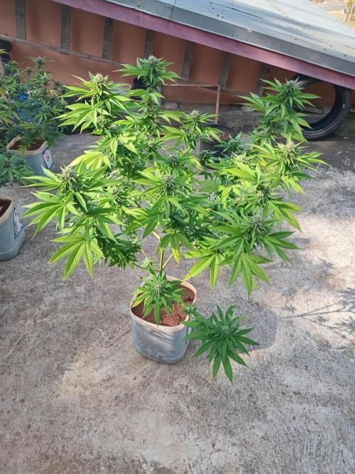 Purple lemonade FF. Week 11