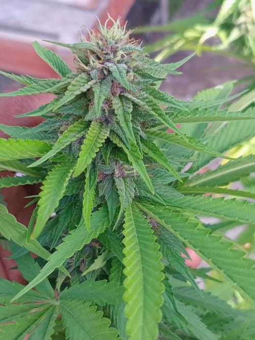 Purple lemonade FF. Week 11