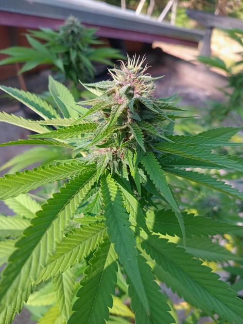 Purple lemonade FF. Week 11