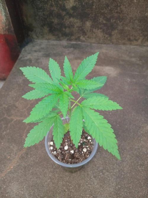 Gary Sherbert. Week 1