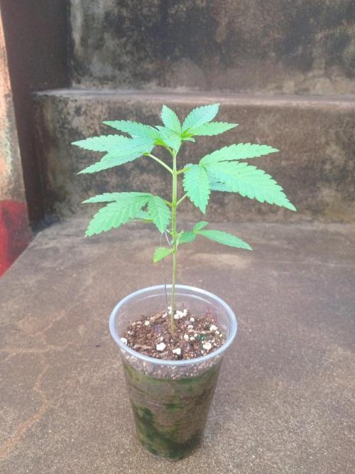 Gary Sherbert. Week 1