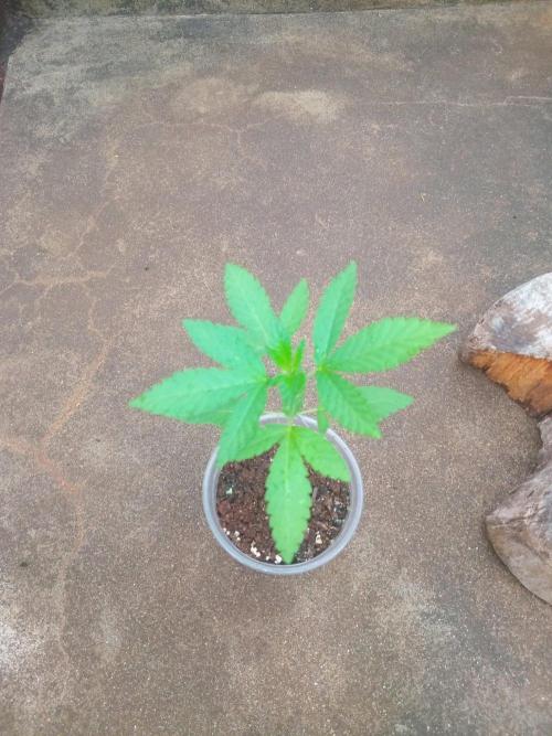 Biscotti Gelato. Week 1