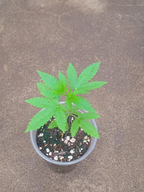Lemon cherry runtz. Week 1