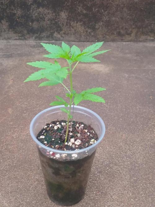 Lemon cherry runtz. Week 1